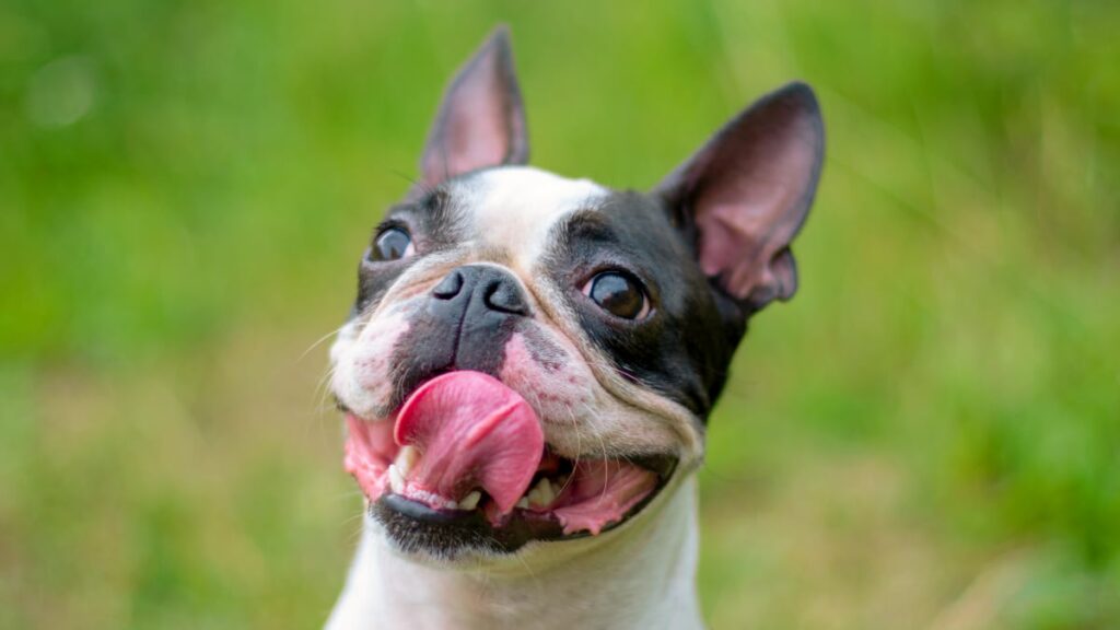 Are Boston terriers good pets?