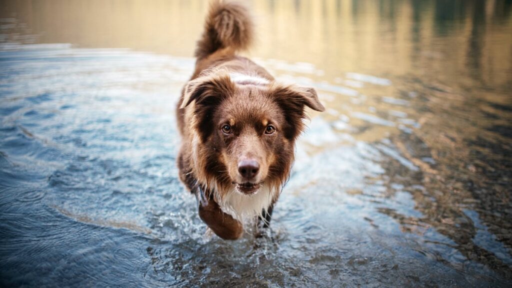 Aussie Shepherd in water