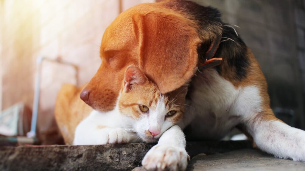 Do beagles like cats