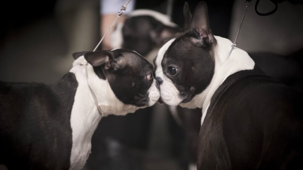 How do Boston Terriers show affection