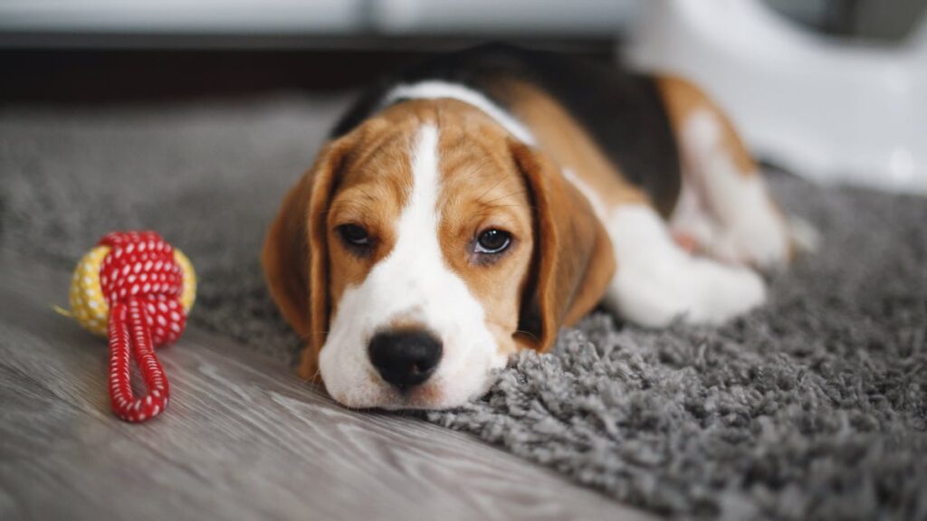 How do you House Train a beagle?