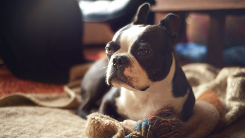 How do you train your Boston terriers to be smart