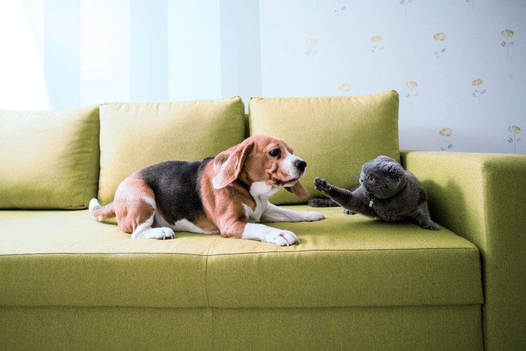 How to Introduce a Beagle to a Cat