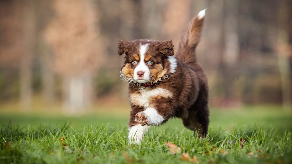 How to train your Australian Shepherd to be obedient