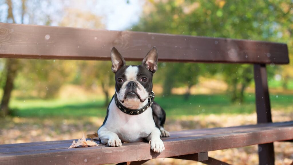 What are the signs of when our Boston terrier will calm down?
