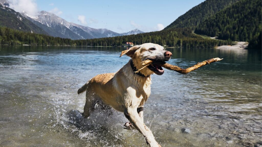 What is a Sporting Dog?