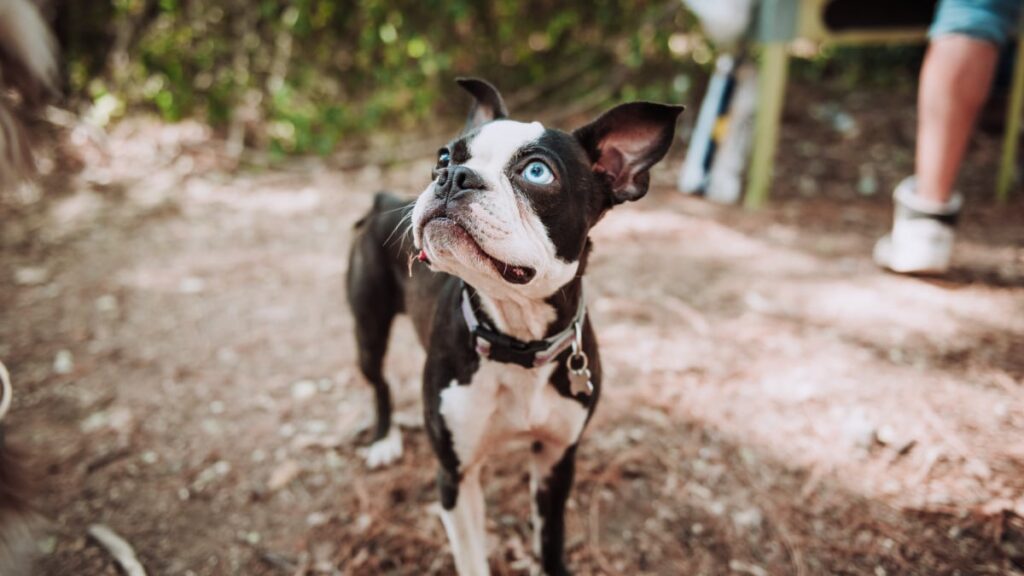 Why do Boston Terriers have a reputation of being hyper?