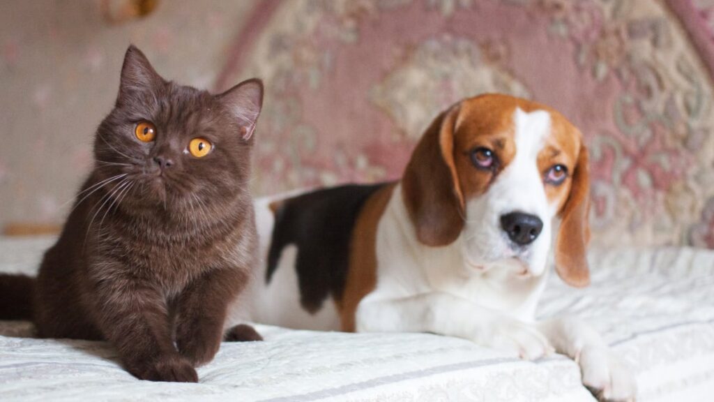 Will a beagle attack a cat?