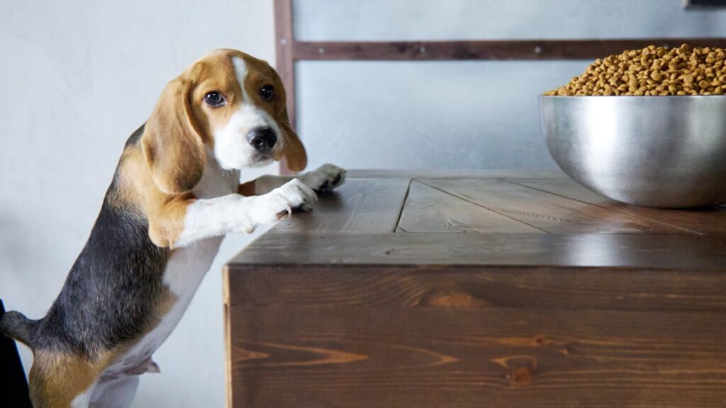 Beagle aggression with food