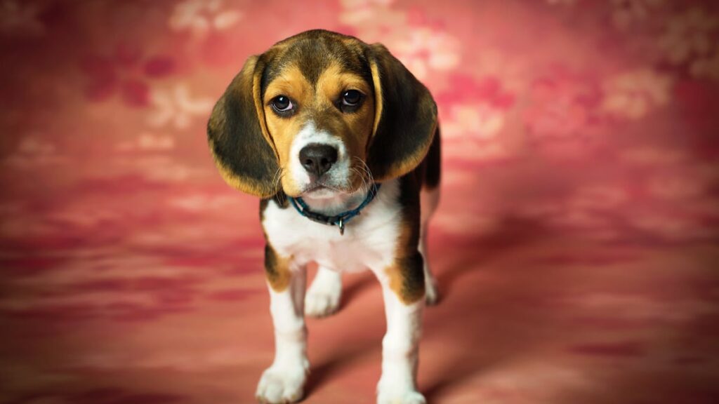 Beagle puppy behavior problems