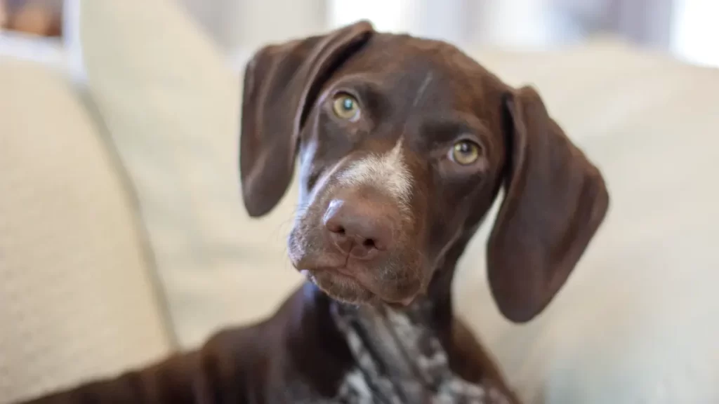 Do German Shorthaired Pointers Have A Double Coat?