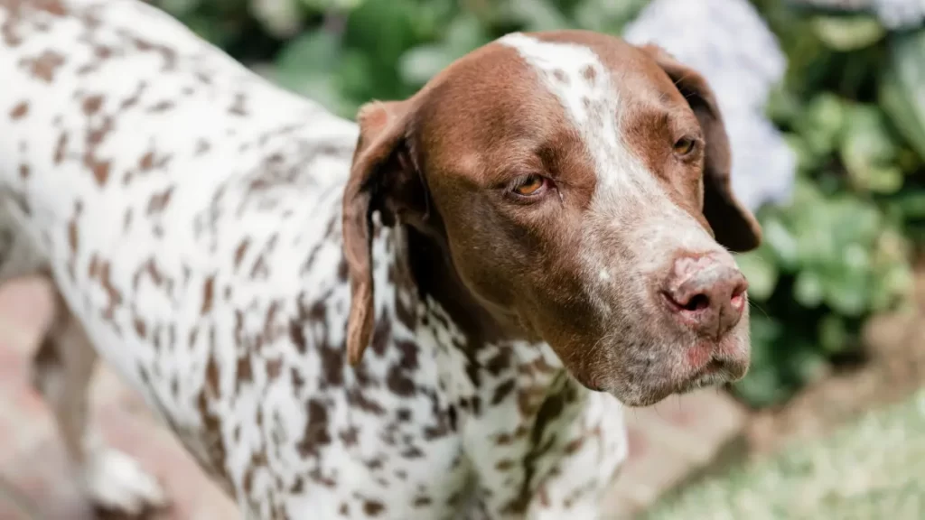 German Shorthaired Pointer Liver and White Ticked