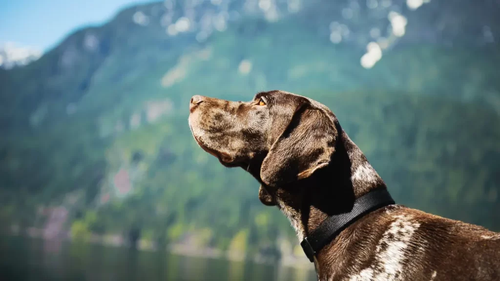 German Shorthaired Pointer Temperament And Personality