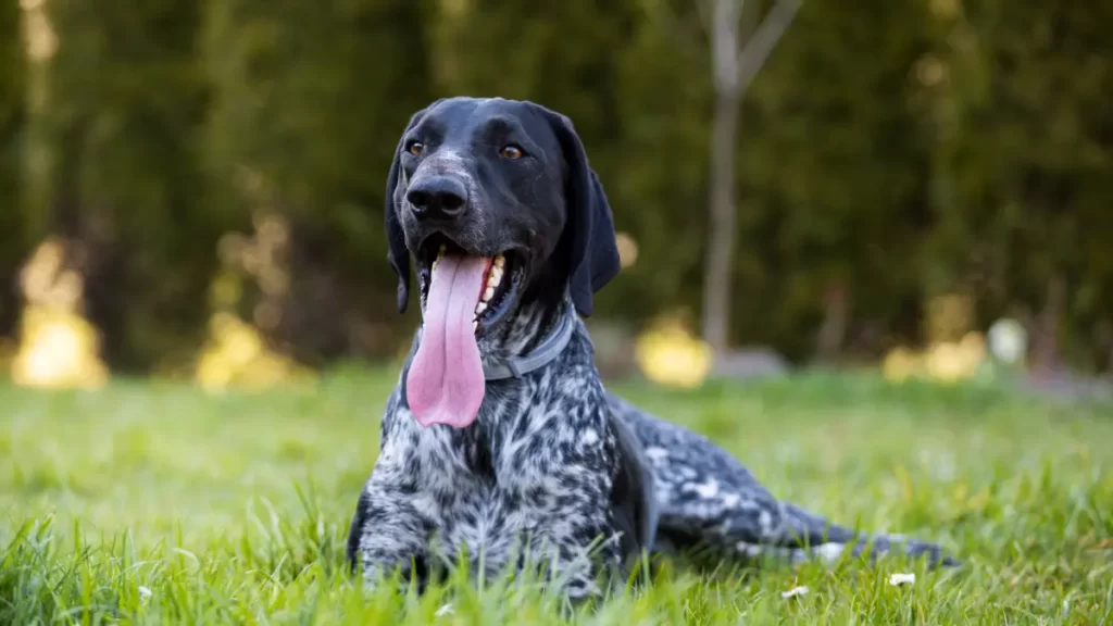 German Shorthaired Pointer Training Tips