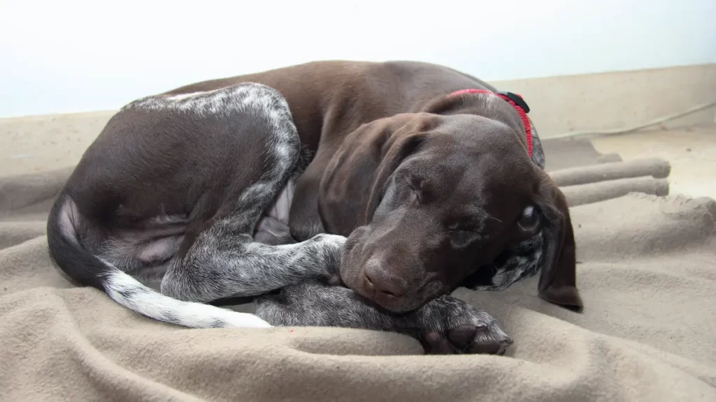 History of German Shorthaired Pointers