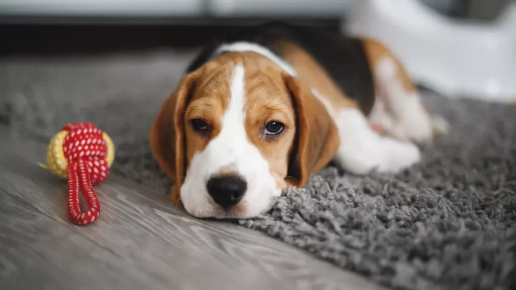 How do you train a Beagle to behave well?