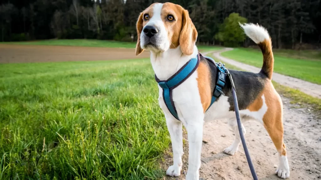 How many walks a day for Beagle