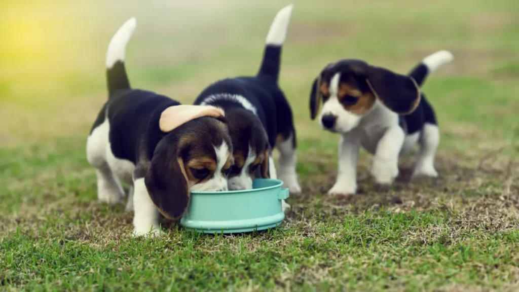 How much should you feed a beagle puppy