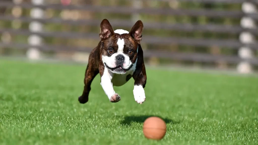 How to keep your Boston Terrier healthy