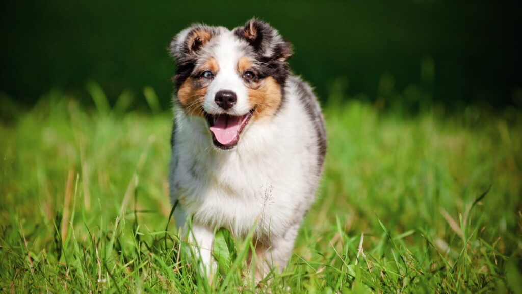 What dogs were bred to make Aussie Shepherds?