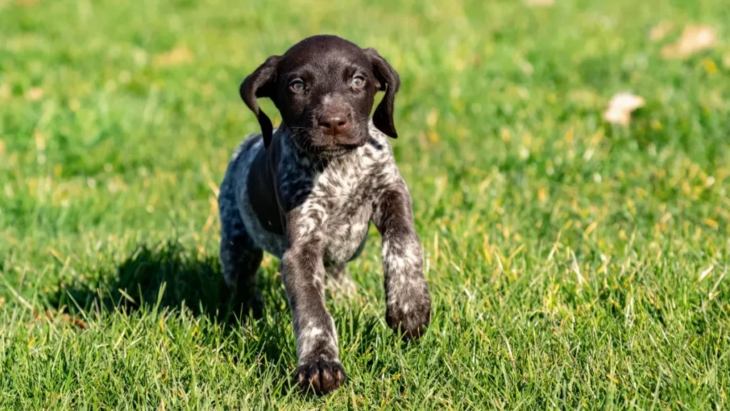 What is the Ideal Environment for a German Shorthaired Pointer