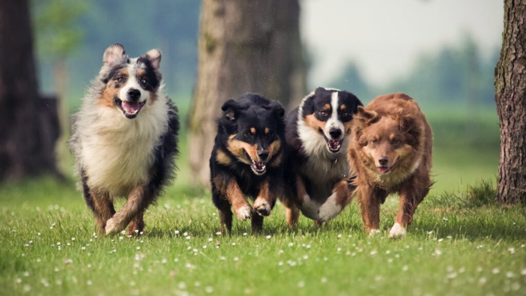 Why are they called Australian Shepherds?