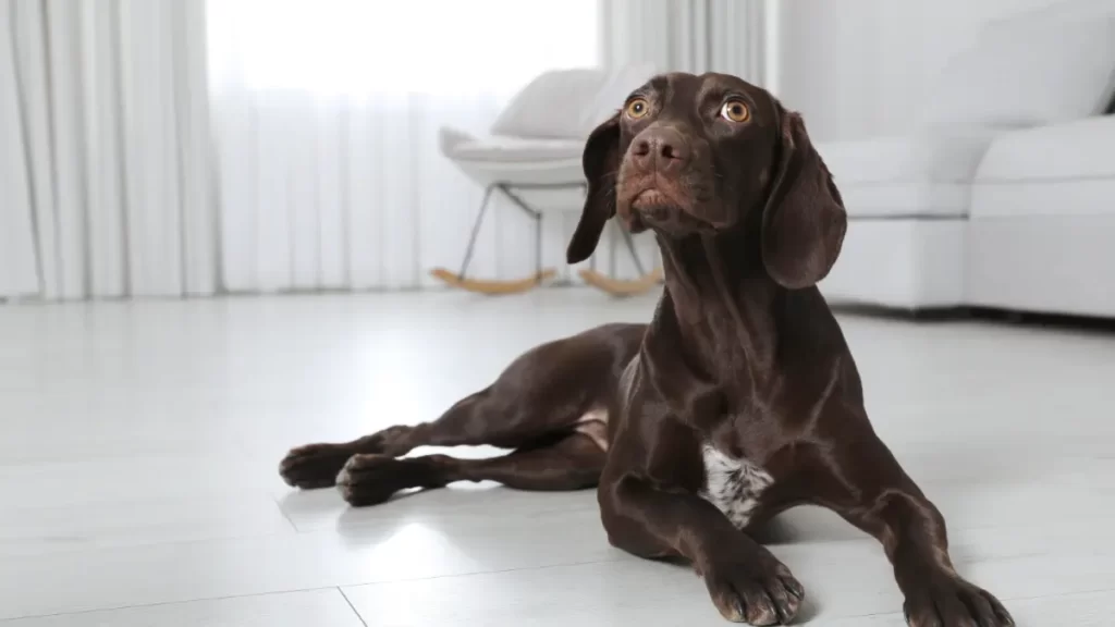 german shorthaired pointer color genetics