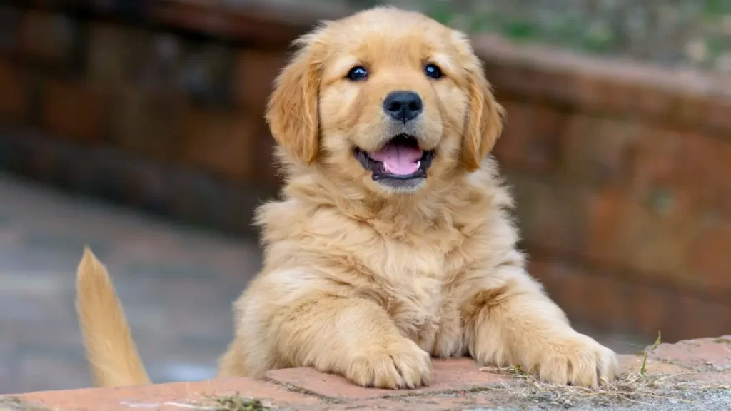 How to keep your Golden Retriever healthy