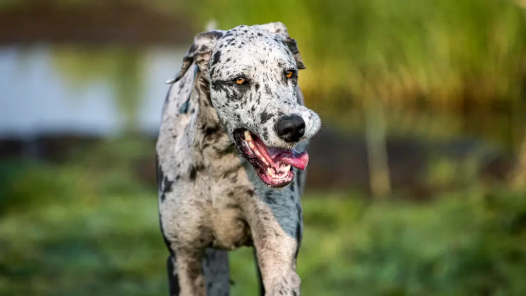 What is unique about Great Danes